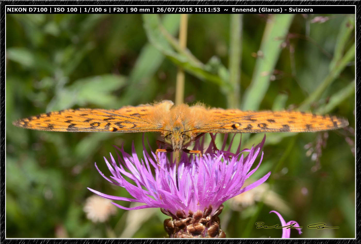 Nymphalidae da id - Argynnis (Fabriciana) cfr. niobe